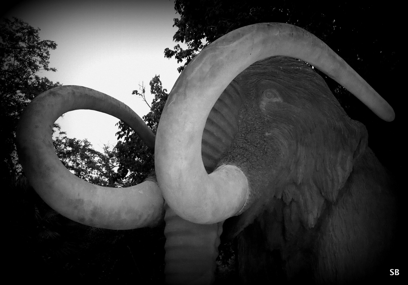 Tusks that Stand the Test of Time